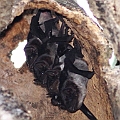 Four Bare-rumped Sheathtail Bats are still there. <br />Canon EOS 7D + EF400 F5.6 + SPEEDLITE 580EXII + Better Beamer Four Bare-rumped Sheathtail Bats are still there. <br />Canon EOS 7D + EF400 F5.6 + SPEEDLITE 580EXII + Better Beamer